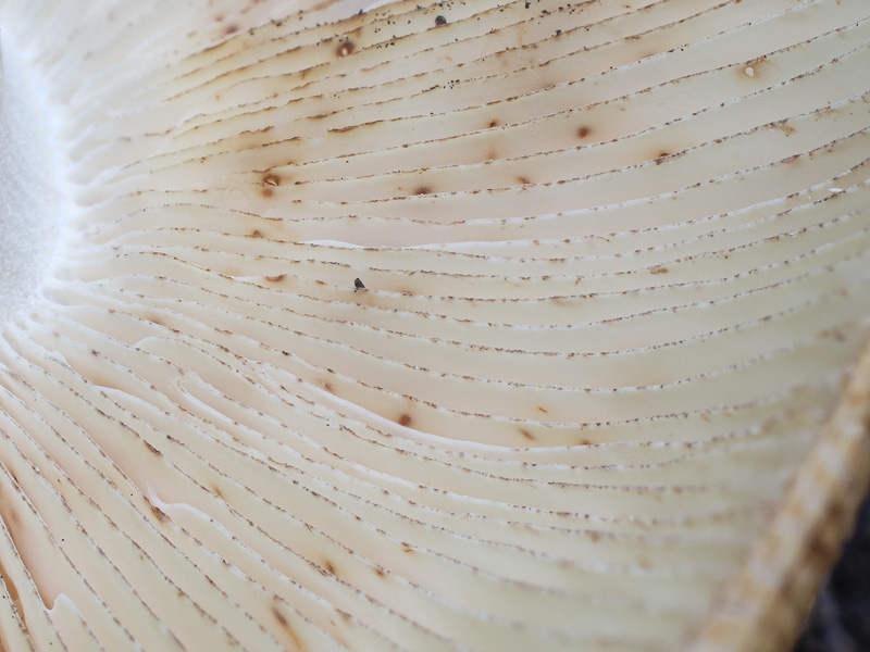 Russula illota